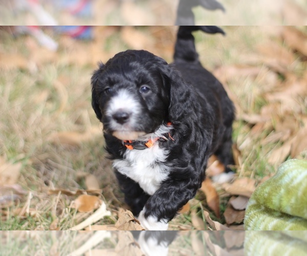 Medium Photo #1  Breeder Profile in FAIRFIELD, IL, USA