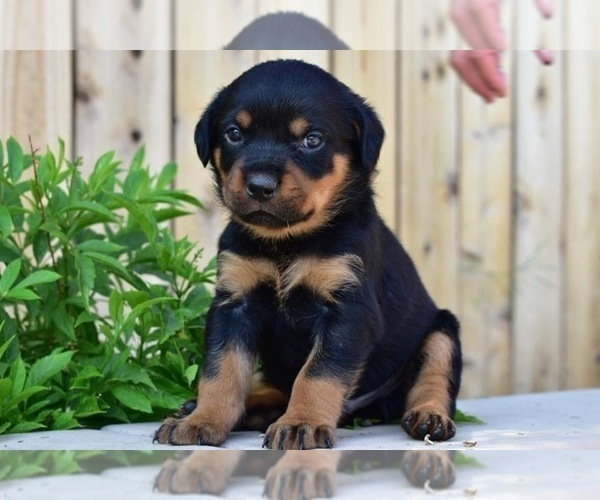Medium Photo #35  Breeder Profile in OAK GLEN, CA, USA
