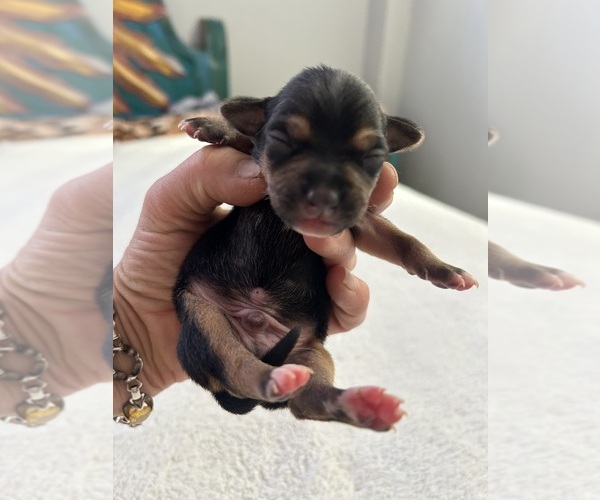 Medium Photo #8  Breeder Profile in SAN ANTONIO, TX, USA