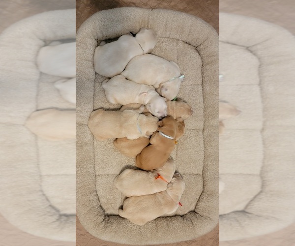 Medium Photo #1  Breeder Profile in BATTLE GROUND, WA, USA