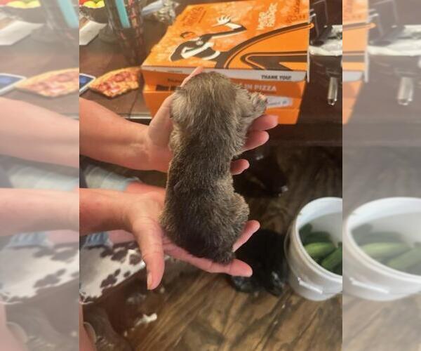 Medium Photo #9  Breeder Profile in OCILLA, GA, USA
