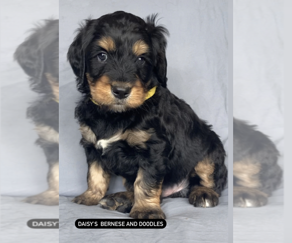Medium Photo #1  Breeder Profile in WEST PLAINS, MO, USA