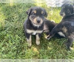 Small #11 Breeder Profile image