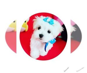 Main photo of Poodle (Toy) Dog Breeder near LEWISVILLE, TX, USA