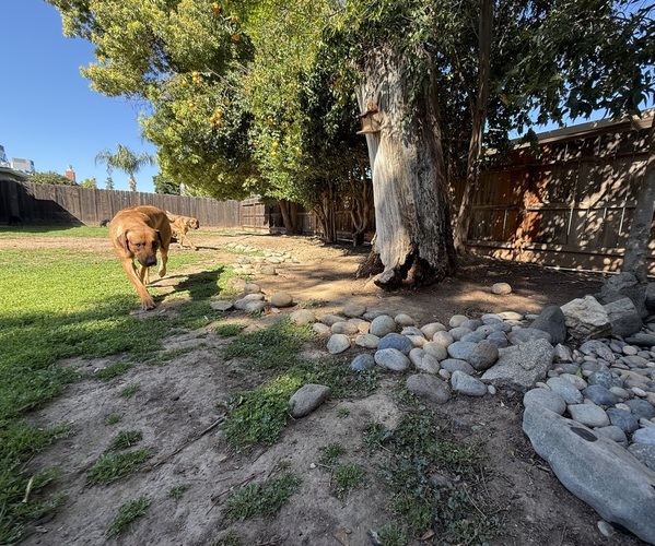 Medium Photo #2  Breeder Profile in FRESNO, CA, USA