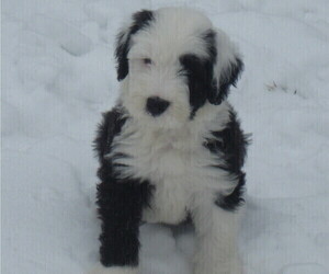 Old English Sheepdog Dog Breeder in WAKE FOREST,  USA