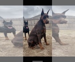 Small #9 Breeder Profile image