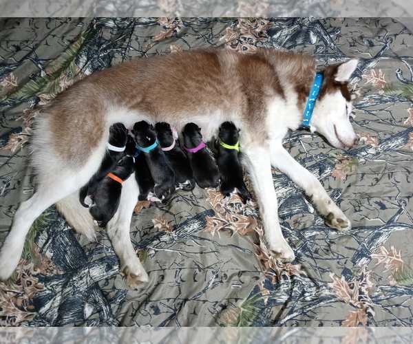 Medium Photo #1  Breeder Profile in ARTEMUS, KY, USA