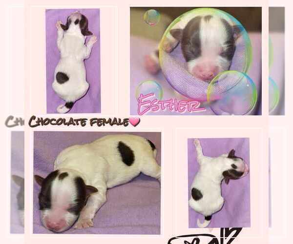 Medium Photo #10  Breeder Profile in FT WORTH, TX, USA