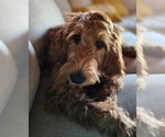 Small #20 Breeder Profile image