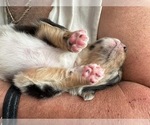 Small #62 Breeder Profile image