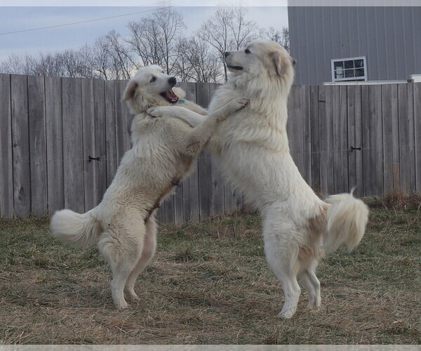 Medium Photo #7  Breeder Profile in NANCY, KY, USA