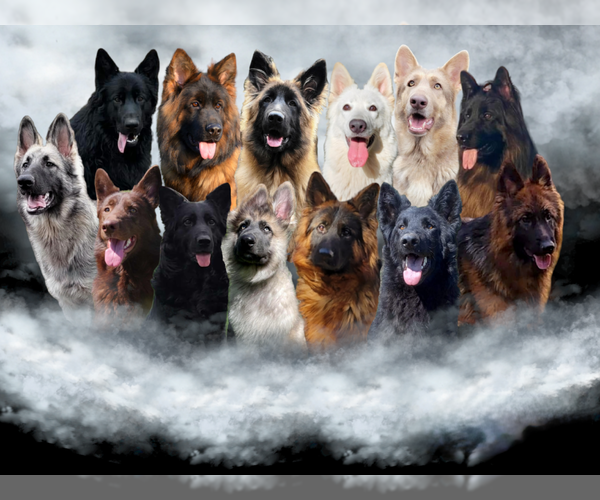 Medium Photo #1  Breeder Profile in N SYRACUSE, NY, USA