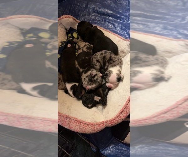 Medium Photo #1  Breeder Profile in WEST BRANCH, MI, USA