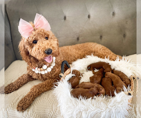 Medium Photo #1  Breeder Profile in COMMERCE CITY, CO, USA