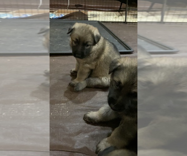 Medium Photo #8  Breeder Profile in MADISON HEIGHTS, VA, USA