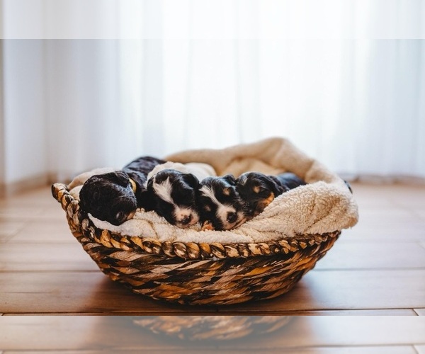 Medium Photo #1  Breeder Profile in RAMONA, CA, USA