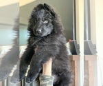 Small #181 Breeder Profile image