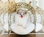 Small #17 Breeder Profile image