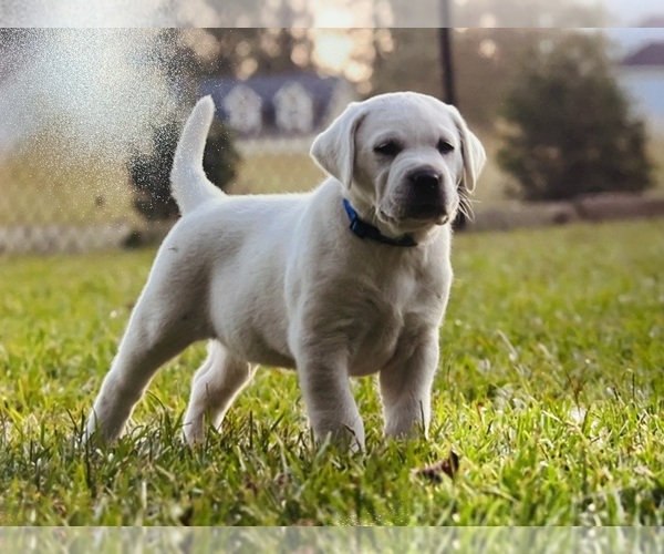 Medium Photo #1  Breeder Profile in GREENVILLE, NC, USA