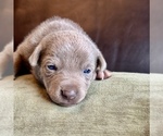 Small #48 Breeder Profile image