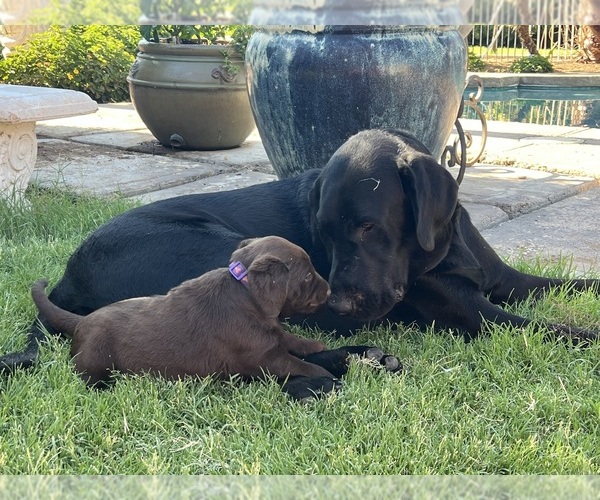 Medium Photo #1  Breeder Profile in QUEEN CREEK, AZ, USA