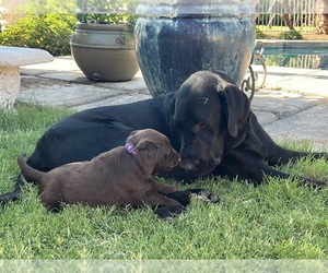 Labrador Retriever Dog Breeder near QUEEN CREEK, AZ, USA