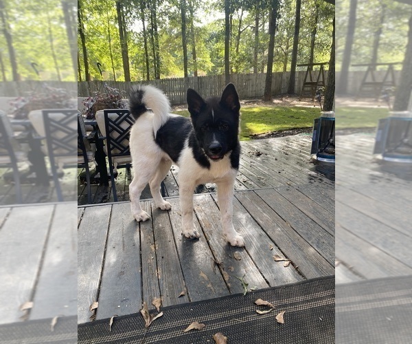 Medium Photo #48  Breeder Profile in MCDONOUGH, GA, USA