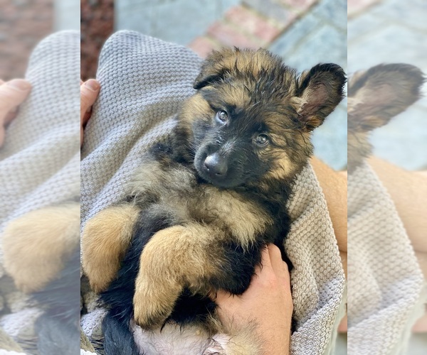 Medium Photo #28  Breeder Profile in COVINGTON, LA, USA