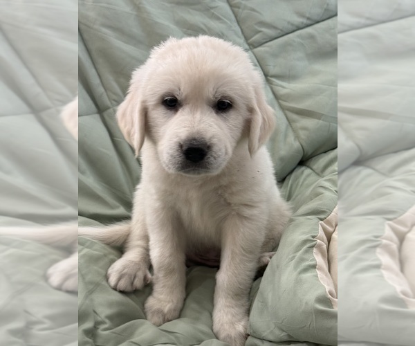 Medium Photo #4  Breeder Profile in WEATHERFORD, TX, USA