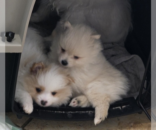 Medium Photo #9  Breeder Profile in MONTGOMERY, TX, USA