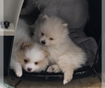 Small #8 Breeder Profile image