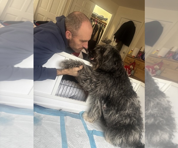 Medium Photo #14  Breeder Profile in EXETER, RI, USA