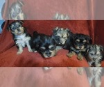 Small #290 Breeder Profile image