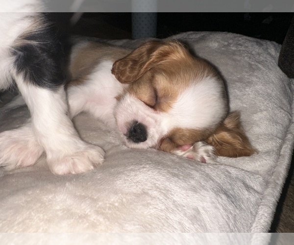 Medium Photo #27  Breeder Profile in WAXAHACHIE, TX, USA