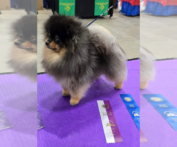 Medium Photo #10  Breeder Profile in BLANCHARD, OK, USA