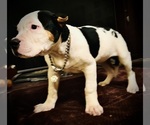 Small #8 Breeder Profile image