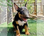 Small breeder photo