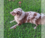 Small Photo #15  Breeder Profile in BROOKSVILLE, FL, USA