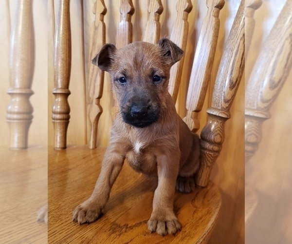 Medium Photo #8  Breeder Profile in WATERLOO, NY, USA