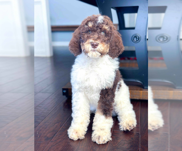 Medium Photo #1  Breeder Profile in SIMPSONVILLE, SC, USA
