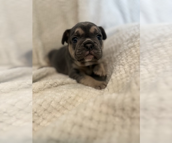 Medium Photo #20  Breeder Profile in JEFFERSONVILLE, IN, USA