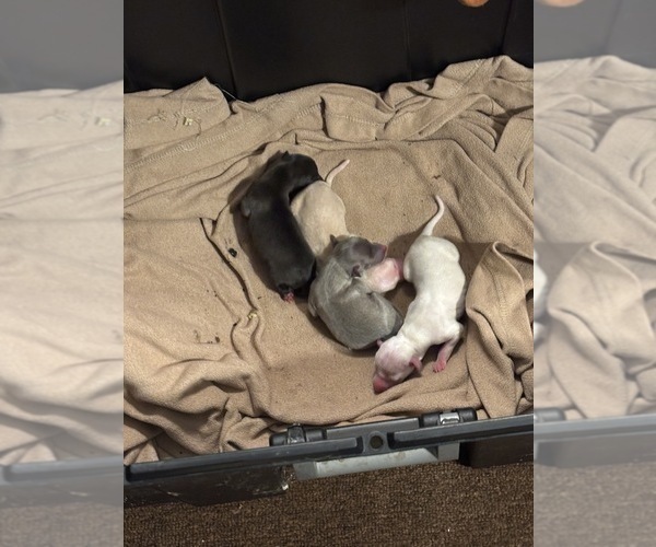 Medium Photo #6  Breeder Profile in STILLWATER, OK, USA