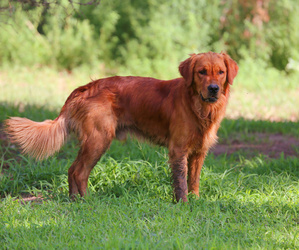 Golden Retriever Dog Breeder near SEWARD, NE, USA