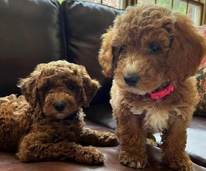 Goldendoodle (Miniature) Dog Breeder near MORGANTOWN, KY, USA