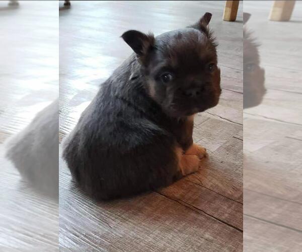Medium Photo #1  Breeder Profile in WEST PLAINS, MO, USA