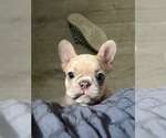 Small #2 Breeder Profile image