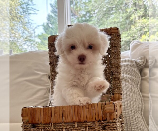 Medium Photo #6  Breeder Profile in RALEIGH, NC, USA