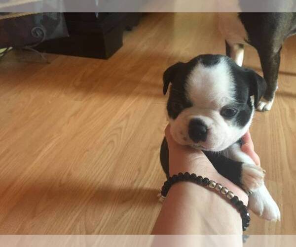 Medium Photo #1  Breeder Profile in BETHANY, KY, USA