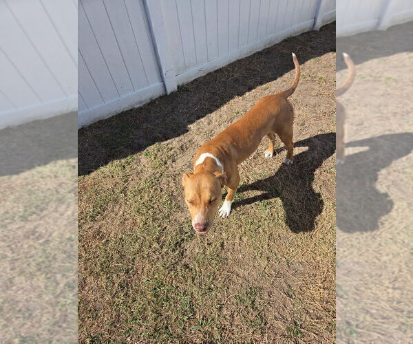 Medium Photo #3  Breeder Profile in SEBASTIAN, FL, USA